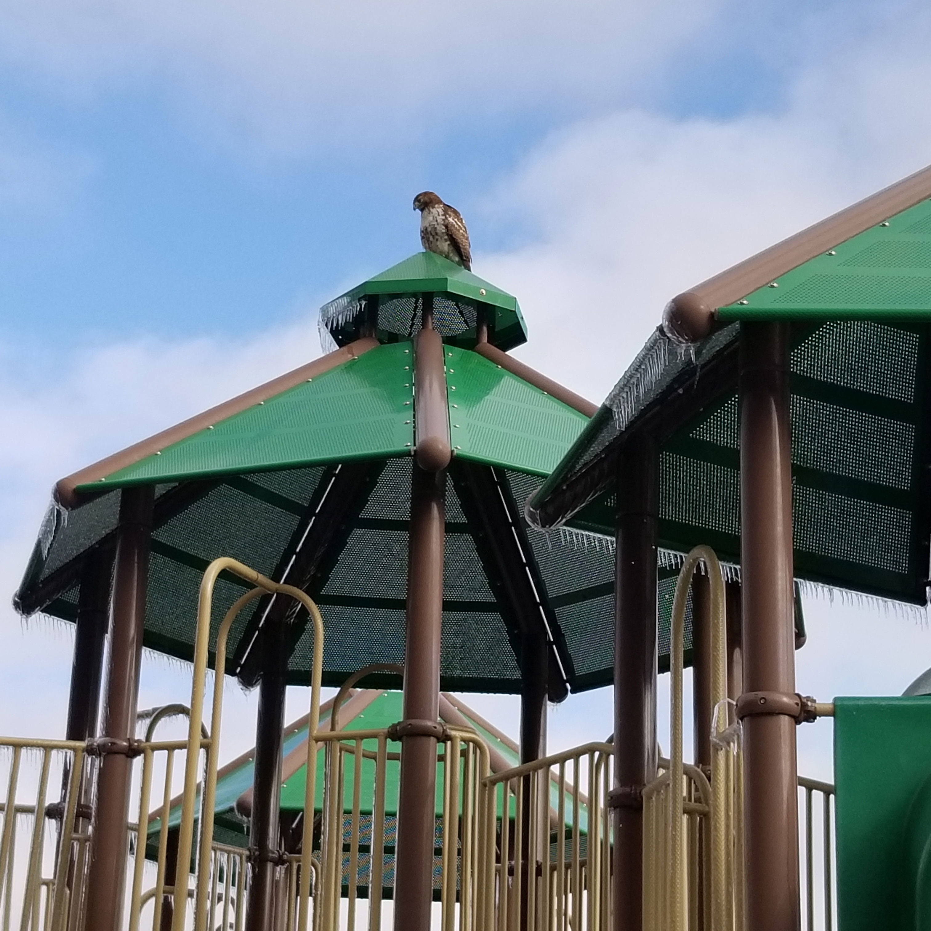 Red-tailed hawk perched at the playground at Ross Dock