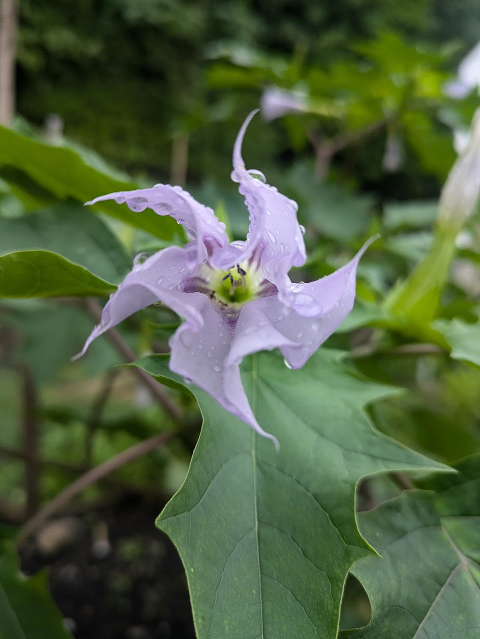 Jimson weed flower.