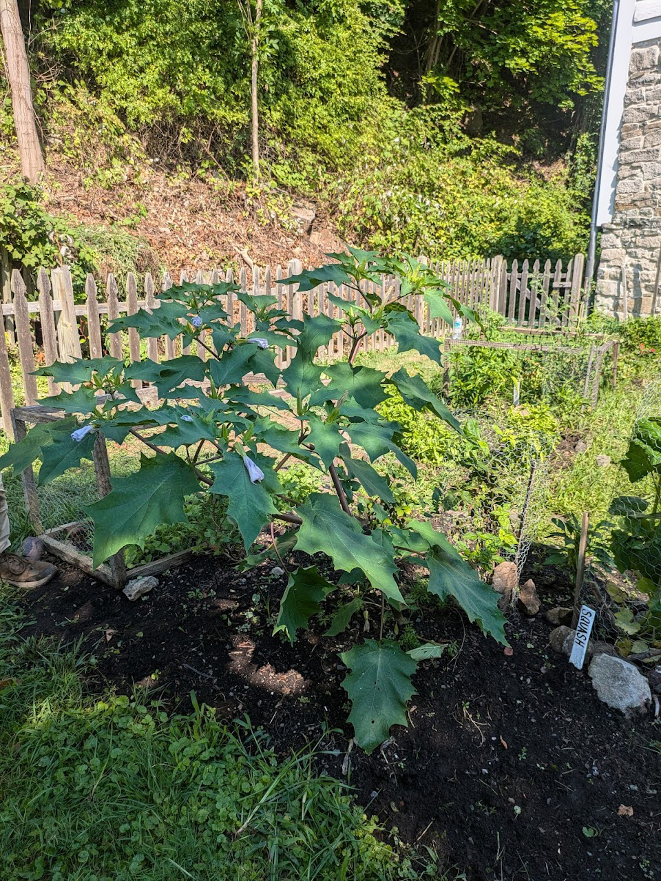 Jimson weed