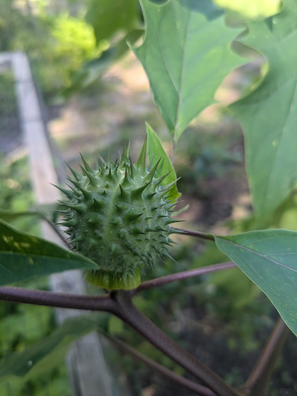 Jimson weed seed.