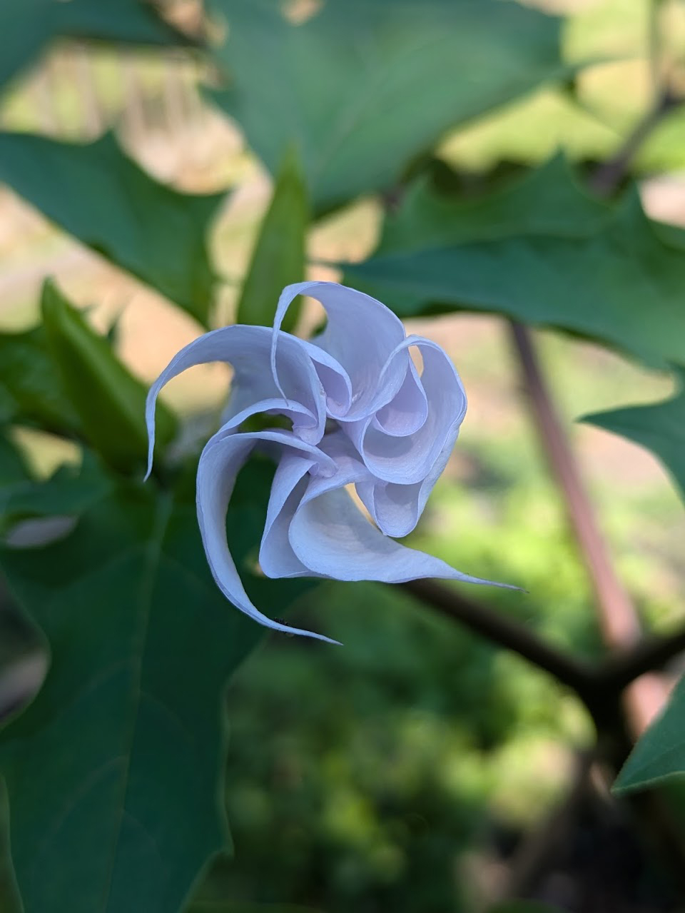 Jimson weed flower.