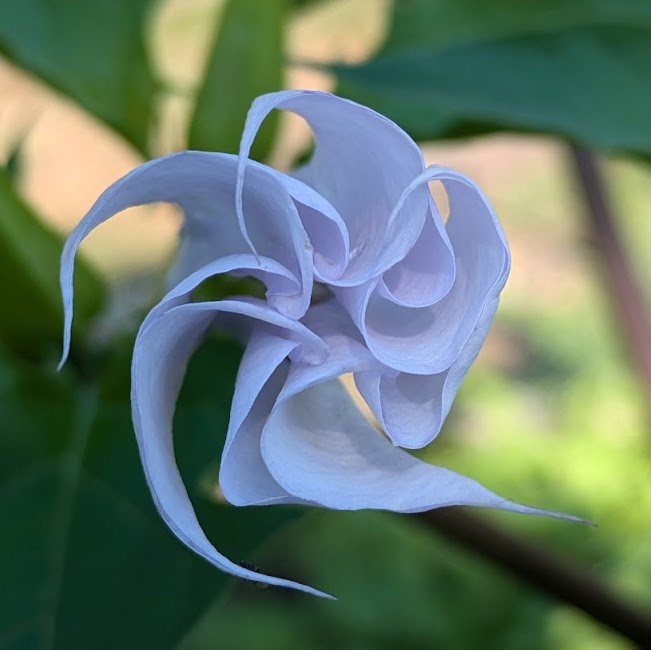 Jimson weed flower.