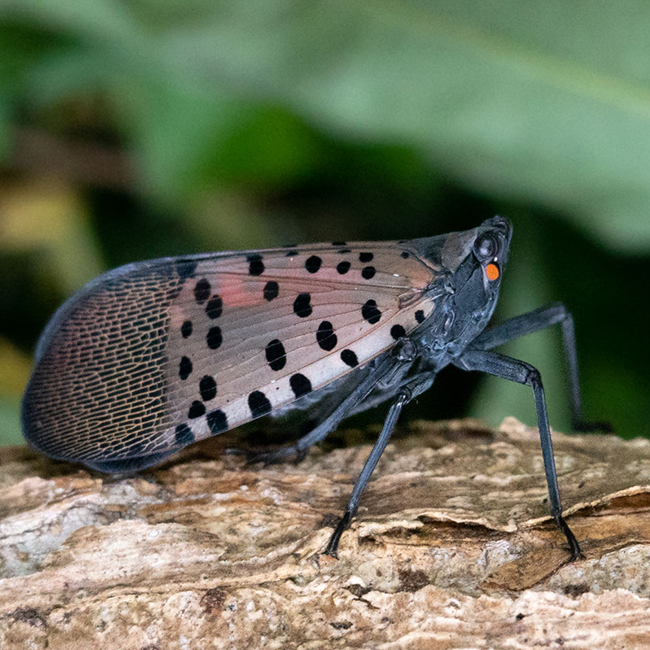 spotted lanternfly