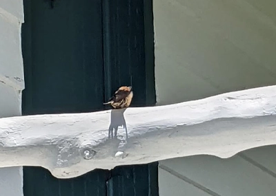 barn swallows2 Photo: Francesca Costa