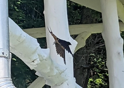 barn swallows3 Photo: Francesca Costa